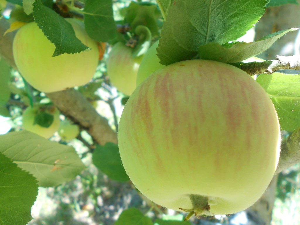 images/stories/virtuemart/product/Heyer 20